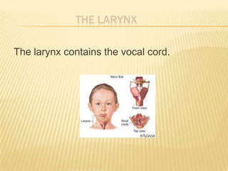 THE LARYNX
The larynx contains the vocal cord.
 