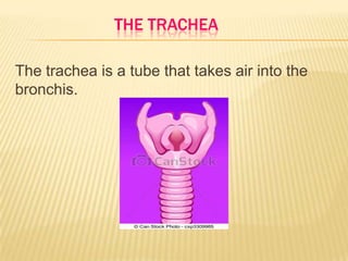 THE TRACHEA
The trachea is a tube that takes air into the
bronchis.
 