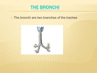 THE BRONCHI
 The bronchi are two branches of the trachea
 