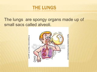 THE LUNGS
The lungs are spongy organs made up of
small sacs called alveoli.
 