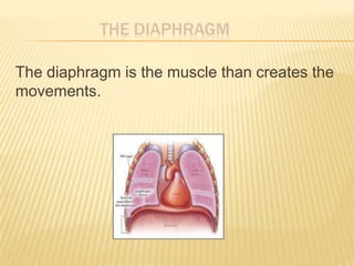 THE DIAPHRAGM
The diaphragm is the muscle than creates the
movements.
 