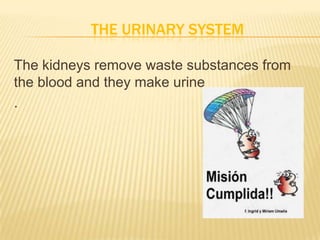 THE URINARY SYSTEM
The kidneys remove waste substances from
the blood and they make urine
.
 