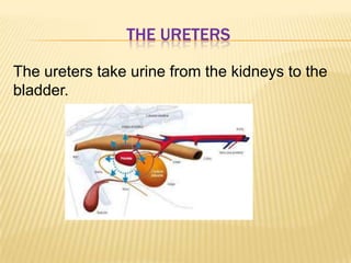THE URETERS
The ureters take urine from the kidneys to the
bladder.
 