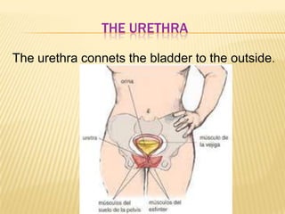 THE URETHRA
The urethra connets the bladder to the outside.
 