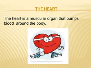 THE HEART
The heart is a muscular organ that pumps
blood around the body.
 