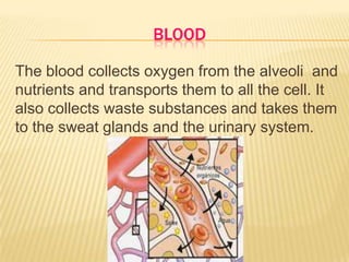 BLOOD
The blood collects oxygen from the alveoli and
nutrients and transports them to all the cell. It
also collects waste substances and takes them
to the sweat glands and the urinary system.
 