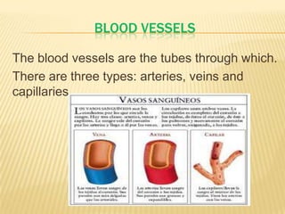 BLOOD VESSELS
The blood vessels are the tubes through which.
There are three types: arteries, veins and
capillaries.
 