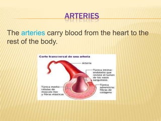 ARTERIES
The arteries carry blood from the heart to the
rest of the body.
 