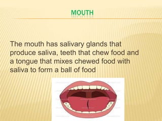 MOUTH
The mouth has salivary glands that
produce saliva, teeth that chew food and
a tongue that mixes chewed food with
saliva to form a ball of food
 