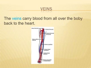 VEINS
The veins carry blood from all over the boby
back to the heart.
 
