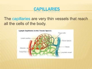 CAPILLARIES
The capillaries are very thin vessels that reach
all the cells of the body.
 