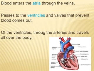 Blood enters the atria through the veins.
Passes to the ventricles and valves that prevent
blood comes out.
Of the ventricles, throug the arteries and travels
all over the body.
 