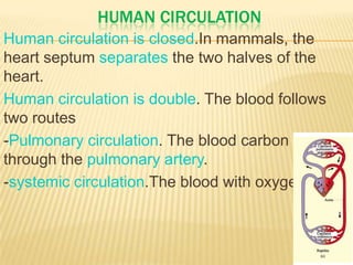 HUMAN CIRCULATION
Human circulation is closed.In mammals, the
heart septum separates the two halves of the
heart.
Human circulation is double. The blood follows
two routes
-Pulmonary circulation. The blood carbon dioxide
through the pulmonary artery.
-systemic circulation.The blood with oxygen
 
