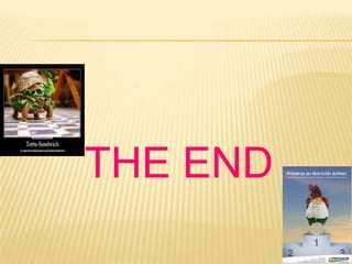 THE END
 