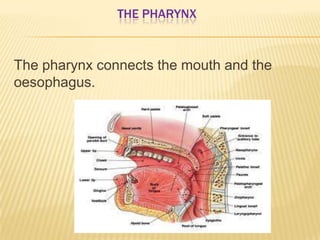 THE PHARYNX
The pharynx connects the mouth and the
oesophagus.
 