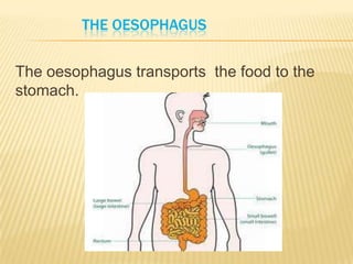THE OESOPHAGUS
The oesophagus transports the food to the
stomach.
 