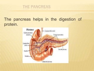 THE PANCREAS
The pancreas helps in the digestion of
protein.
 