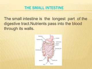 THE SMALL INTESTINE
The small intestine is the longest part of the
digestive tract.Nutrients pass into the blood
through its walls.
 