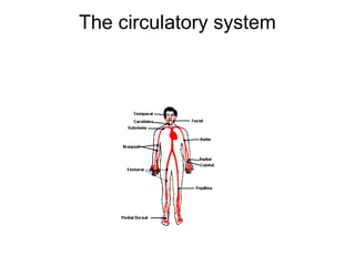 The circulatory system
 