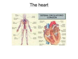 The heart
 