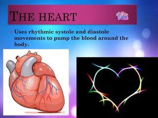 THE HEART
 Uses rhythmic systole and diastole
movements to pump the blood around the
body.
 