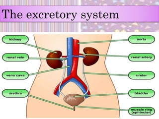 The excretory system
 