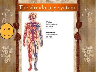 The circulatory system
 