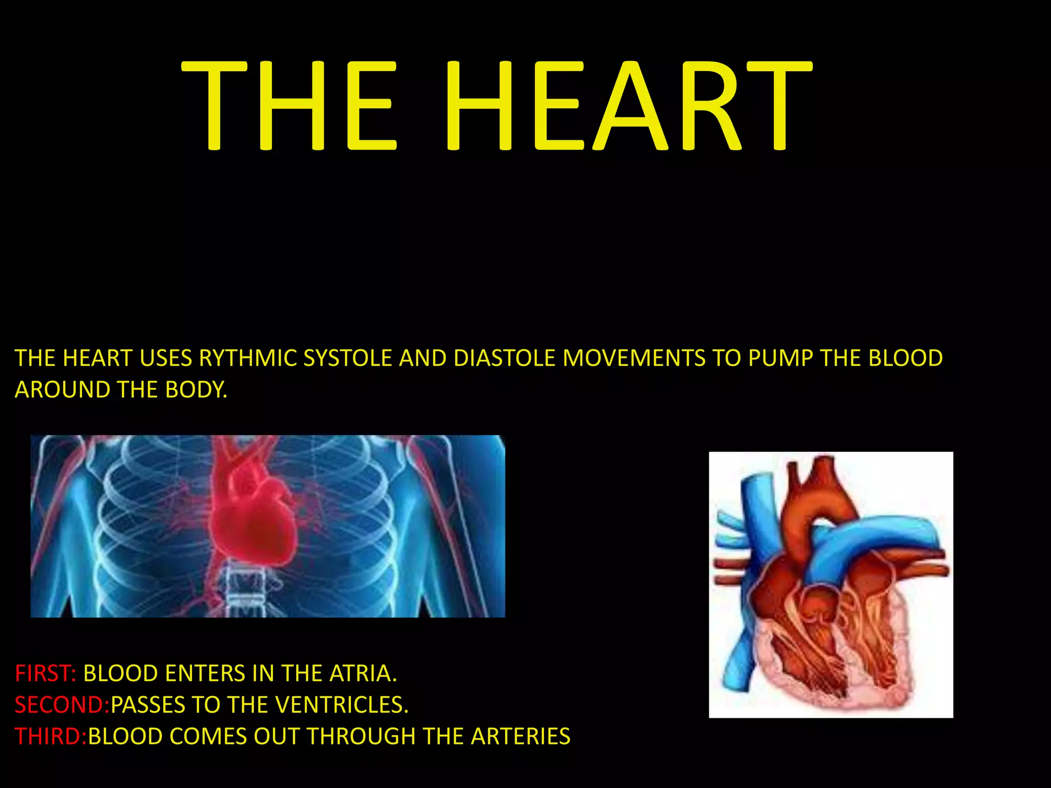 THE HEART
THE HEART USES RYTHMIC SYSTOLE AND DIASTOLE MOVEMENTS TO PUMP THE BLOOD
AROUND THE BODY.
FIRST: BLOOD ENTERS IN THE ATRIA.
SECOND:PASSES TO THE VENTRICLES.
THIRD:BLOOD COMES OUT THROUGH THE ARTERIES
 