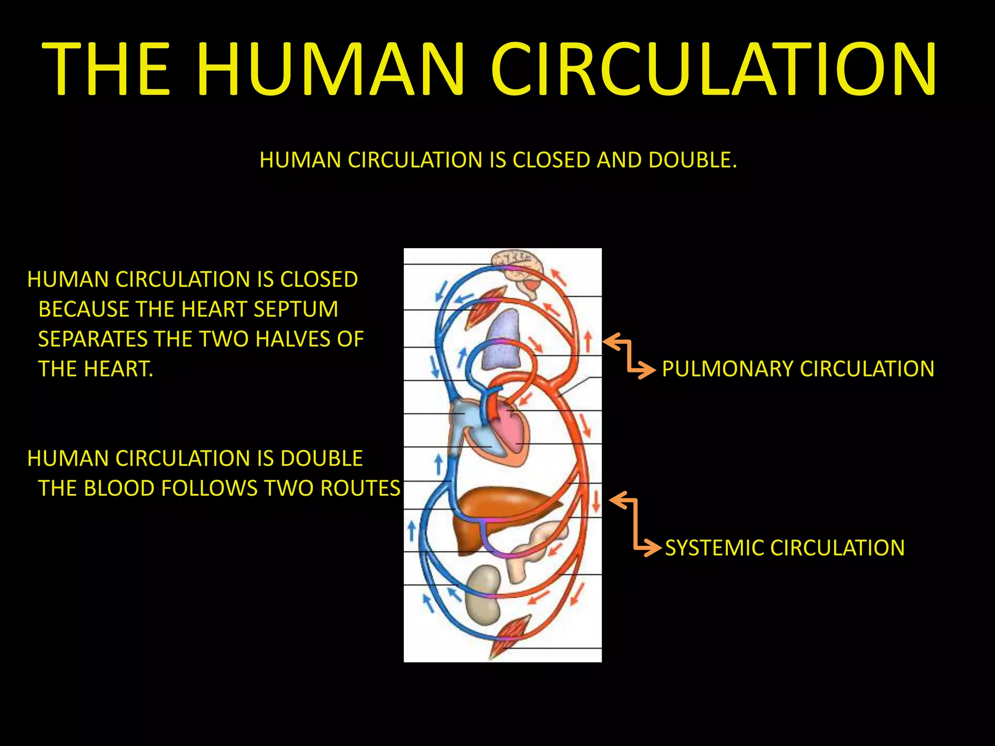 THE HUMAN CIRCULATION
HUMAN CIRCULATION IS CLOSED AND DOUBLE.
HUMAN CIRCULATION IS CLOSED
BECAUSE THE HEART SEPTUM
SEPARATES THE TWO HALVES OF
THE HEART. PULMONARY CIRCULATION
HUMAN CIRCULATION IS DOUBLE
THE BLOOD FOLLOWS TWO ROUTES
SYSTEMIC CIRCULATION
 