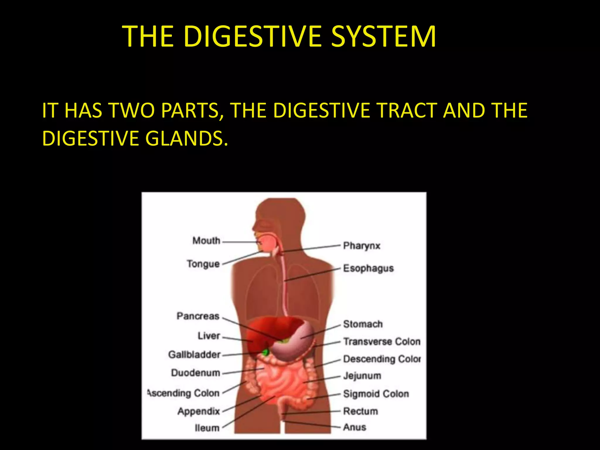 THE DIGESTIVE SYSTEM
IT HAS TWO PARTS, THE DIGESTIVE TRACT AND THE
DIGESTIVE GLANDS.
 