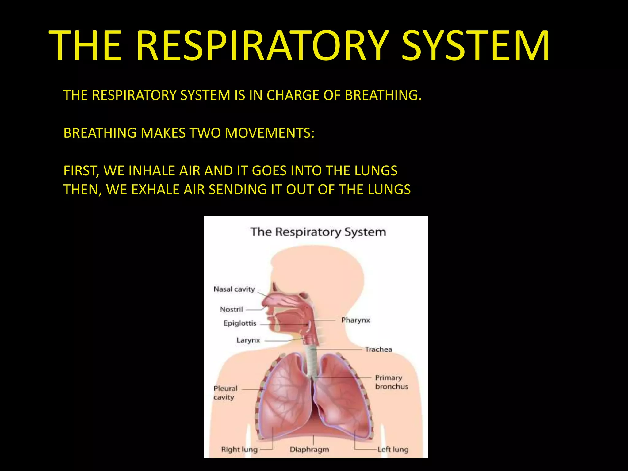 THE RESPIRATORY SYSTEM
THE RESPIRATORY SYSTEM IS IN CHARGE OF BREATHING.
BREATHING MAKES TWO MOVEMENTS:
FIRST, WE INHALE AIR AND IT GOES INTO THE LUNGS
THEN, WE EXHALE AIR SENDING IT OUT OF THE LUNGS
 