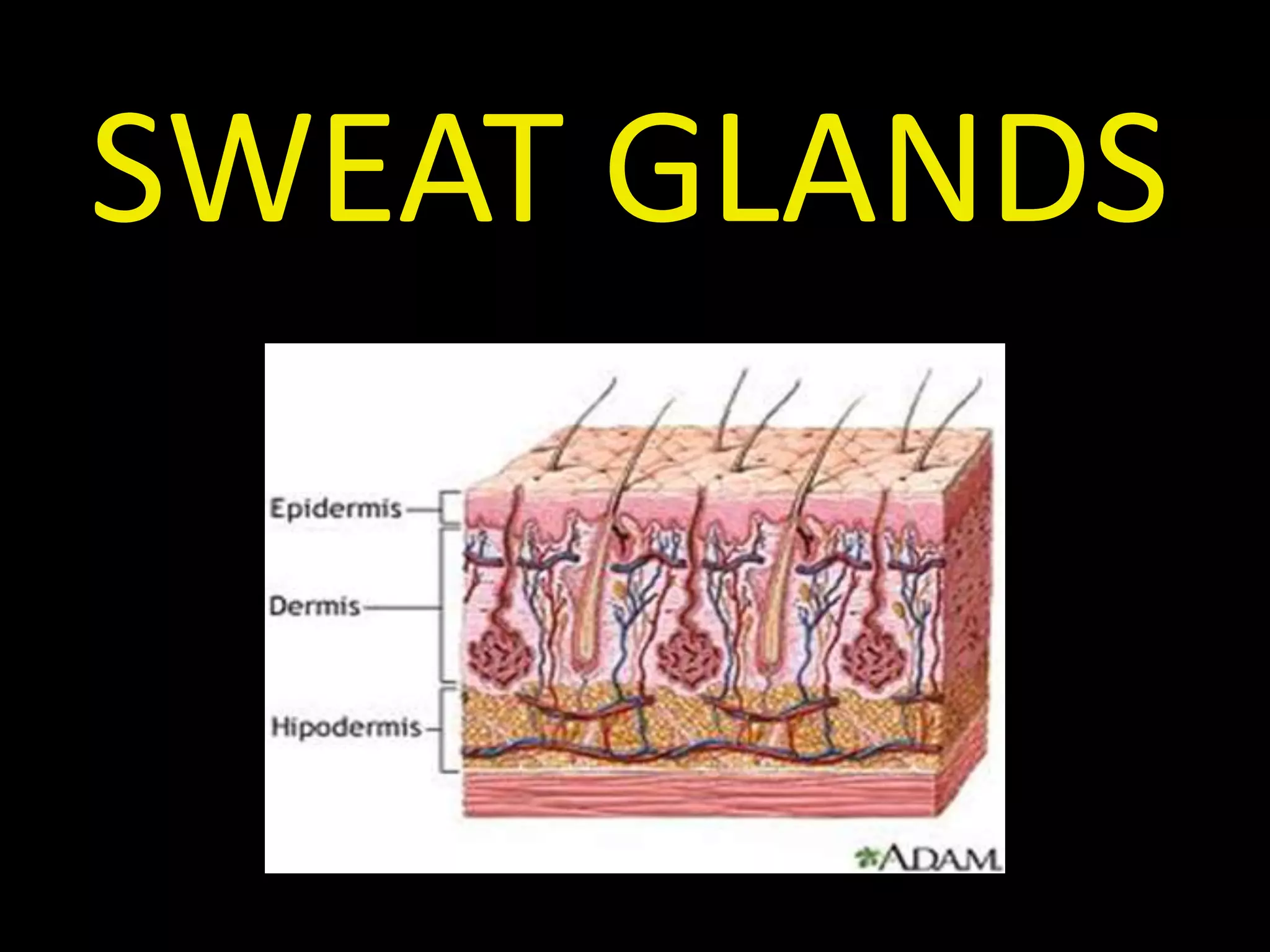 SWEAT GLANDS
 