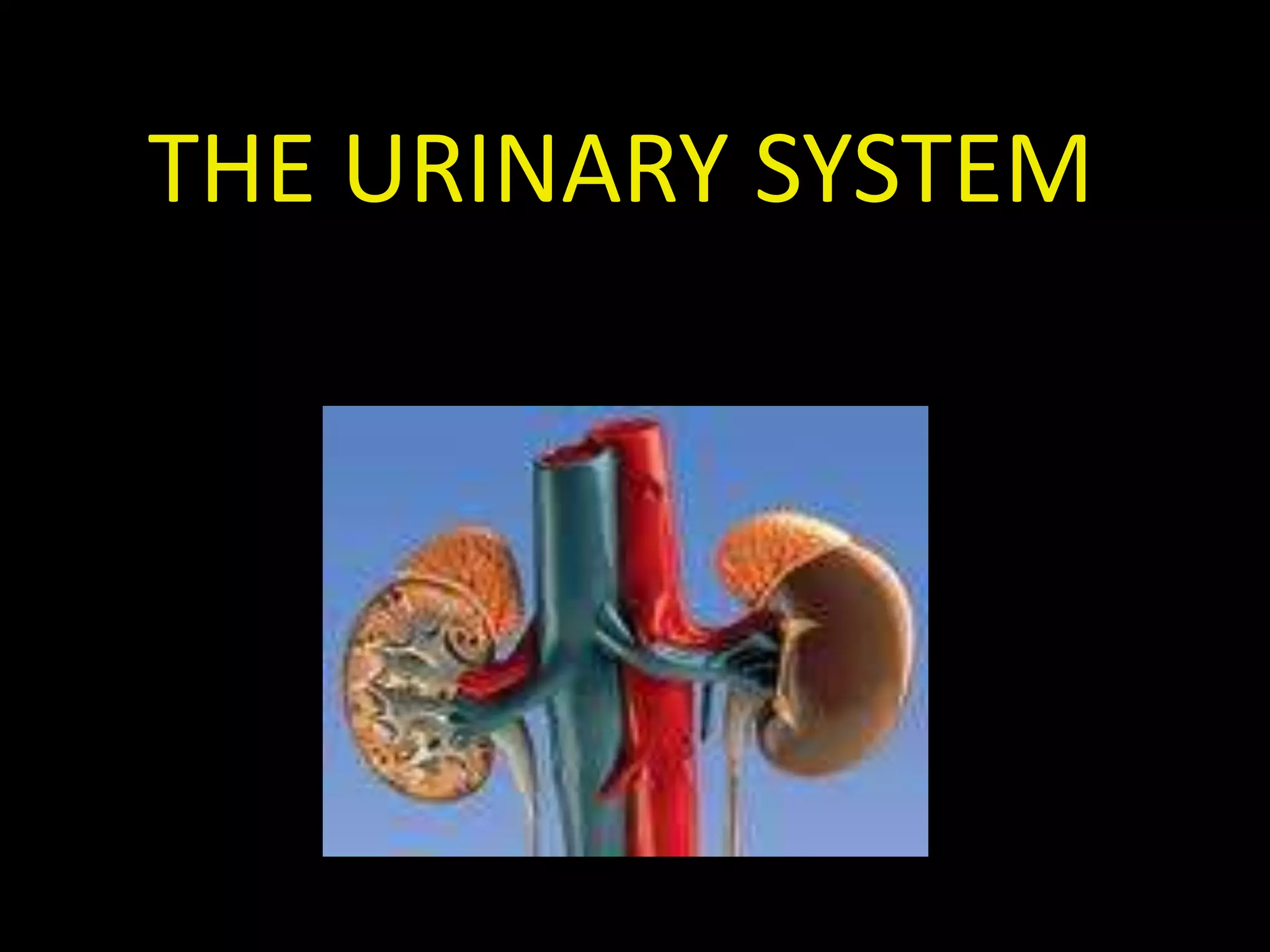 THE URINARY SYSTEM
 