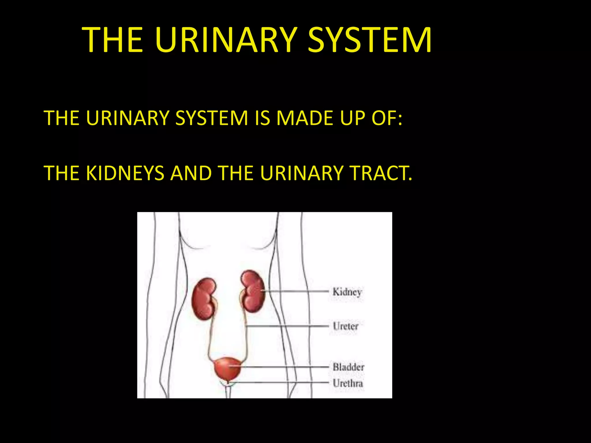 THE URINARY SYSTEM
THE URINARY SYSTEM IS MADE UP OF:
THE KIDNEYS AND THE URINARY TRACT.
 