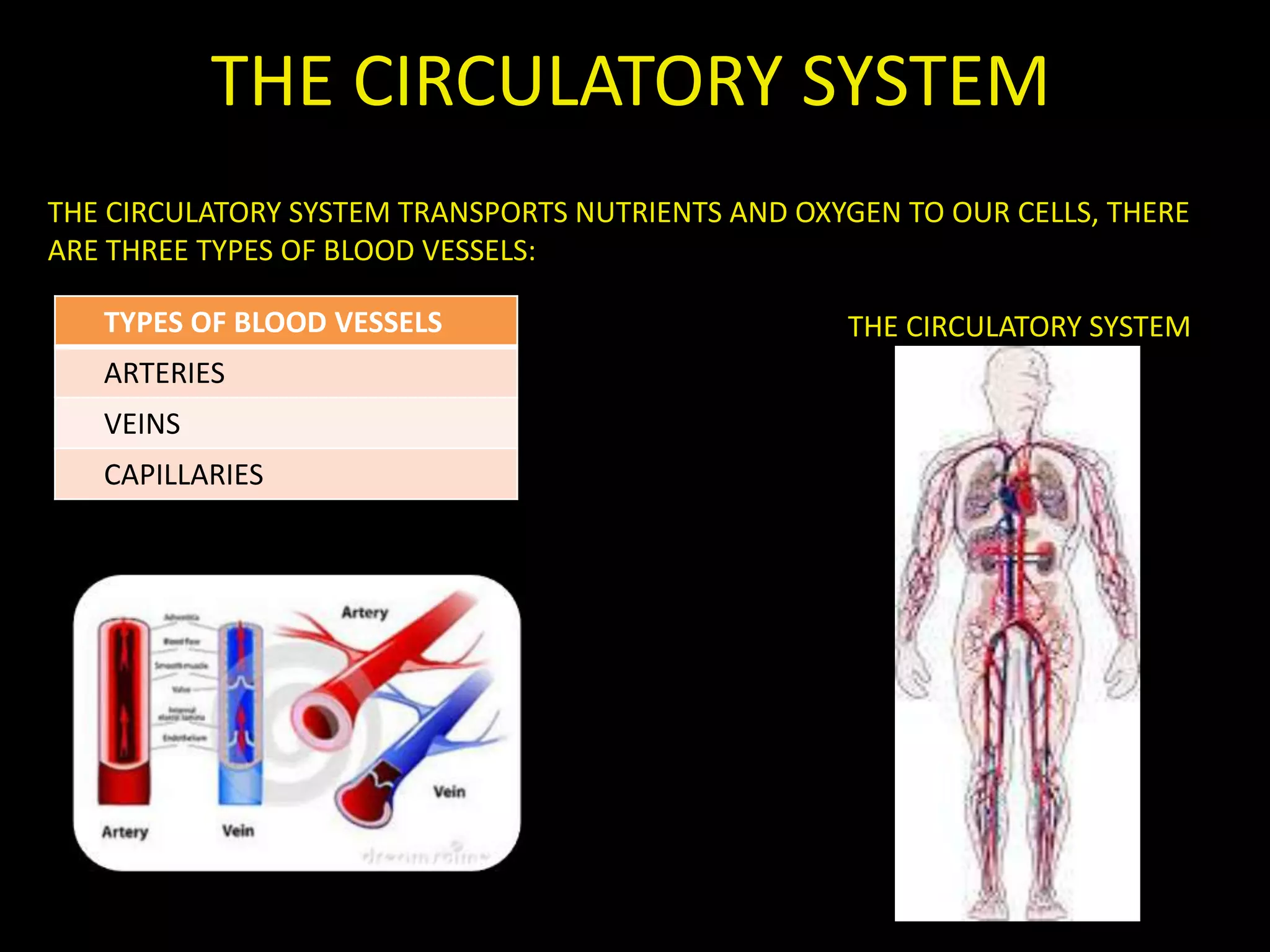 THE CIRCULATORY SYSTEM
THE CIRCULATORY SYSTEM TRANSPORTS NUTRIENTS AND OXYGEN TO OUR CELLS, THERE
ARE THREE TYPES OF BLOOD VESSELS:
THE CIRCULATORY SYSTEMTYPES OF BLOOD VESSELS
ARTERIES
VEINS
CAPILLARIES
 