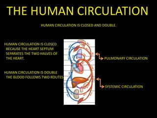 THE HUMAN CIRCULATION
HUMAN CIRCULATION IS CLOSED AND DOUBLE.
HUMAN CIRCULATION IS CLOSED
BECAUSE THE HEART SEPTUM
SEPARATES THE TWO HALVES OF
THE HEART. PULMONARY CIRCULATION
HUMAN CIRCULATION IS DOUBLE
THE BLOOD FOLLOWS TWO ROUTES
SYSTEMIC CIRCULATION
 