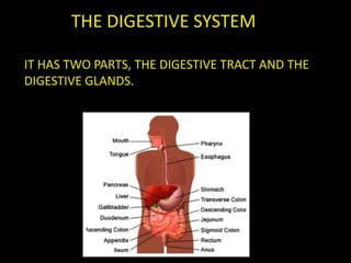 THE DIGESTIVE SYSTEM
IT HAS TWO PARTS, THE DIGESTIVE TRACT AND THE
DIGESTIVE GLANDS.
 