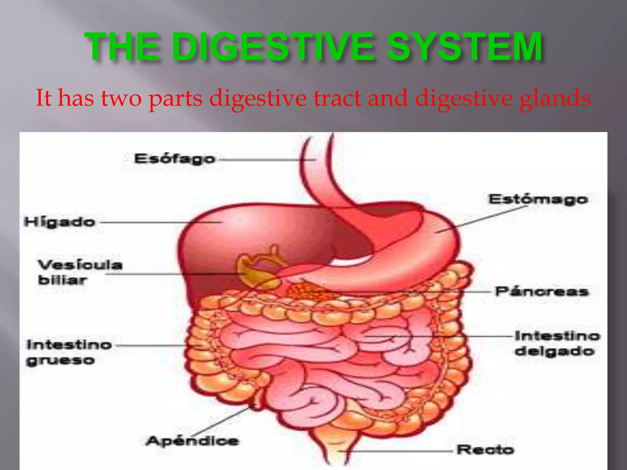 THE DIGESTIVE SYSTEM
It has two parts digestive tract and digestive glands
 