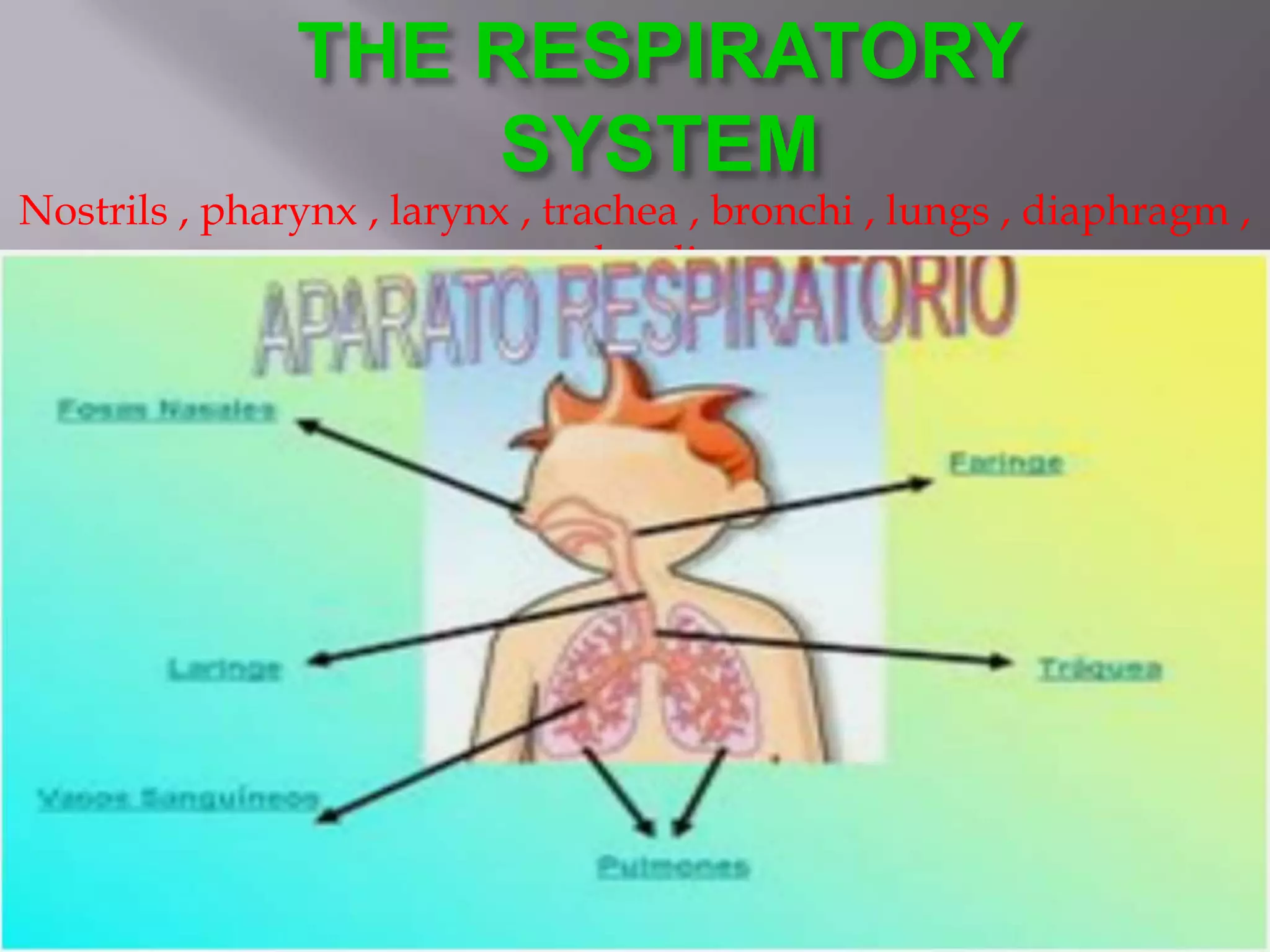 THE RESPIRATORY
SYSTEM
Nostrils , pharynx , larynx , trachea , bronchi , lungs , diaphragm ,
alveoli
 