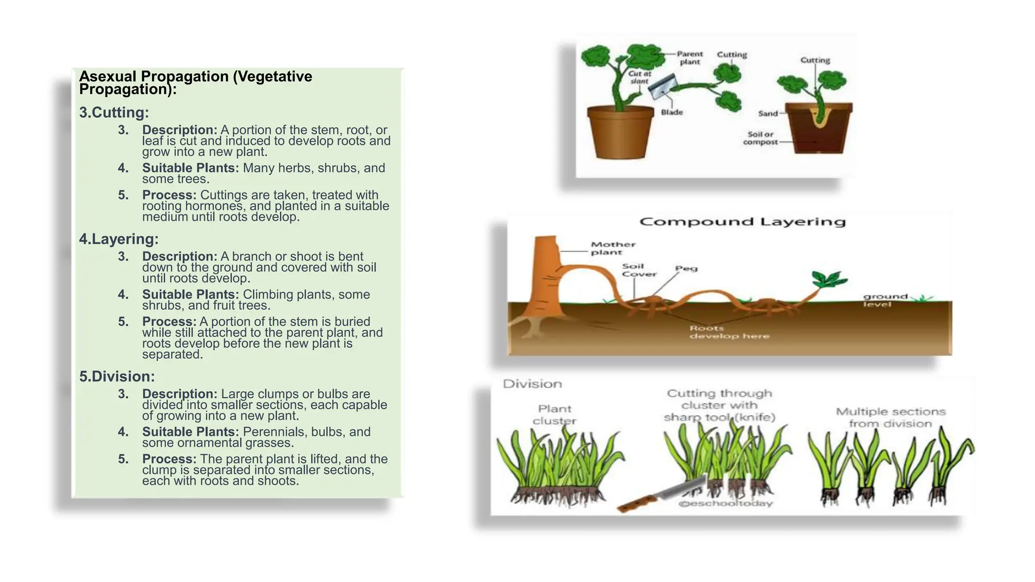 Cultivation, collection, processing and storage of crude drugs | PPTX