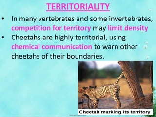 TERRITORIALITY
• In many vertebrates and some invertebrates,
competition for territory may limit density
• Cheetahs are highly territorial, using
chemical communication to warn other
cheetahs of their boundaries.
 