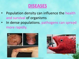 DISEASES
• Population density can influence the health
and survival of organisms
• In dense populations, pathogens can spread
more rapidly.
 