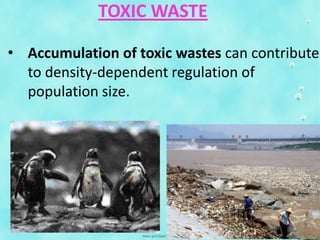 TOXIC WASTE
• Accumulation of toxic wastes can contribute
to density-dependent regulation of
population size.
 