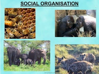 SOCIAL ORGANISATION
 