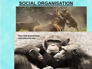 SOCIAL ORGANISATION
 