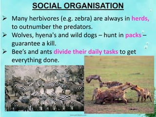 SOCIAL ORGANISATION
 Many herbivores (e.g. zebra) are always in herds,
to outnumber the predators.
 Wolves, hyena's and wild dogs – hunt in packs –
guarantee a kill.
 Bee’s and ants divide their daily tasks to get
everything done.
 