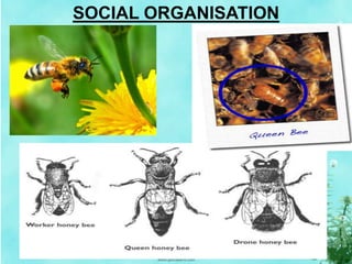 SOCIAL ORGANISATION
 