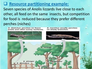  Resource partitioning example:
Seven species of Anolis lizzards live close to each
other, all feed on the same insects, but competition
for food is reduced because they prefer different
perches (niches)
 