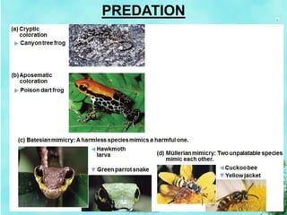 PREDATION
 