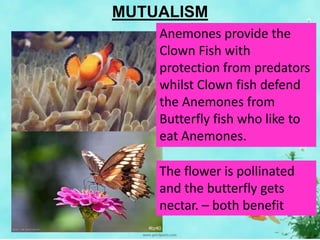 MUTUALISM
Anemones provide the
Clown Fish with
protection from predators
whilst Clown fish defend
the Anemones from
Butterfly fish who like to
eat Anemones.
The flower is pollinated
and the butterfly gets
nectar. – both benefit
 